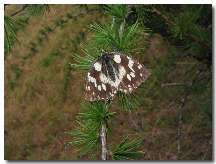 lepidotteri delle vacanze - Melanargia galathea